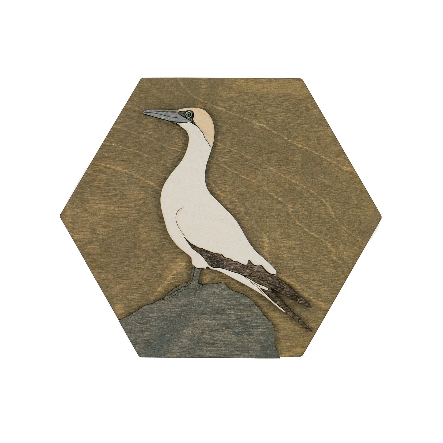 Northern Gannet