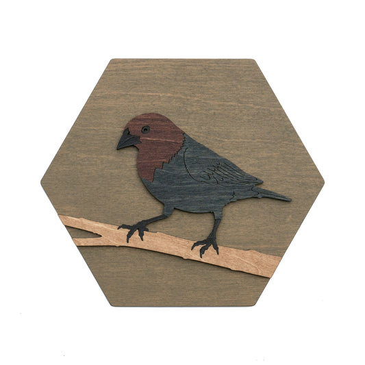 Brown-headed Cowbird
