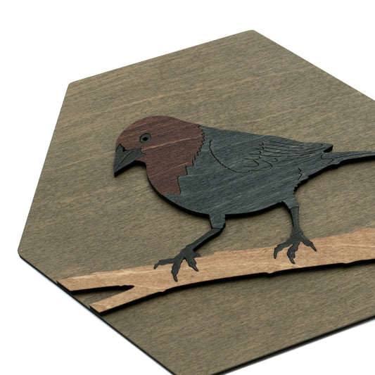 Brown-headed Cowbird