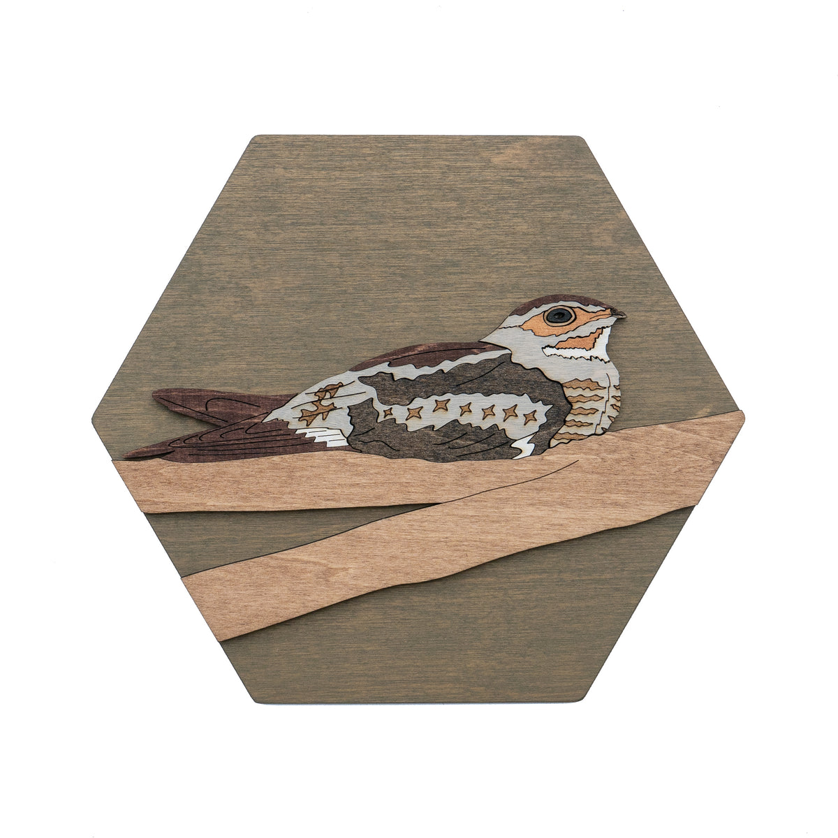 Common Nighthawk