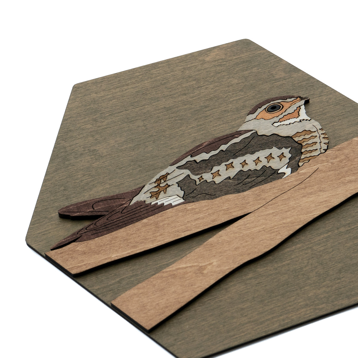 Common Nighthawk