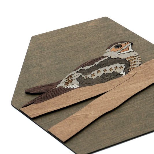 Common Nighthawk