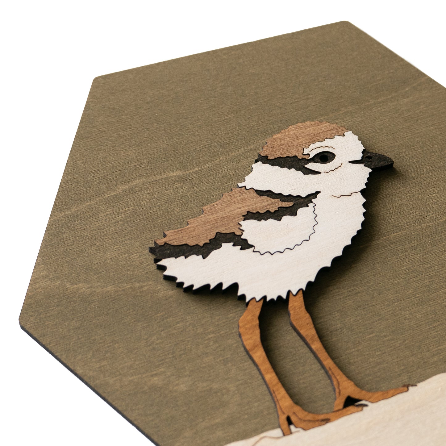 Piping Plover Wall Art