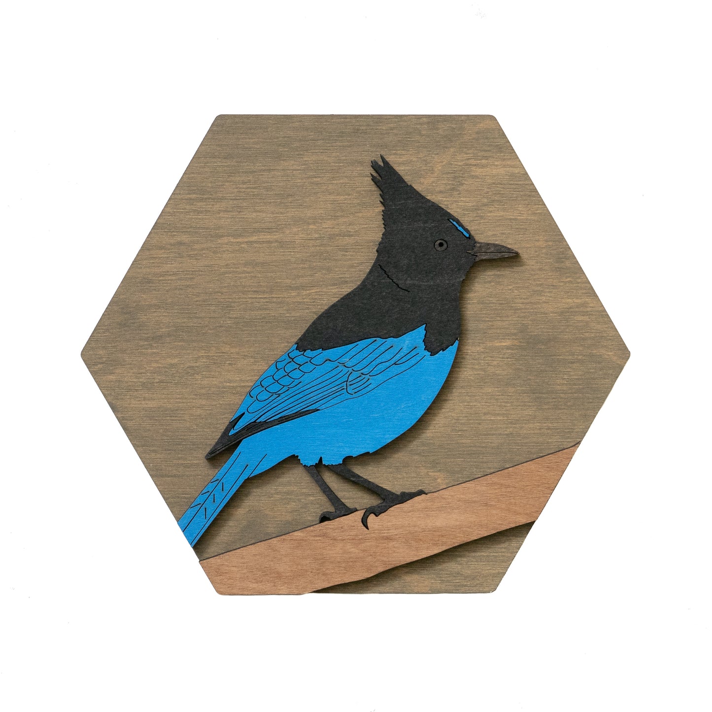 Steller's Jay Wall Art
