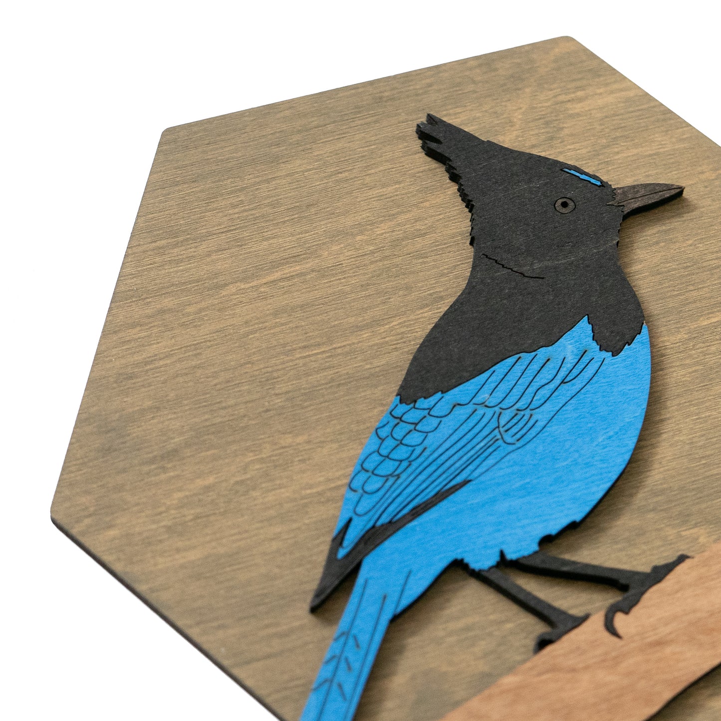 Steller's Jay Wall Art